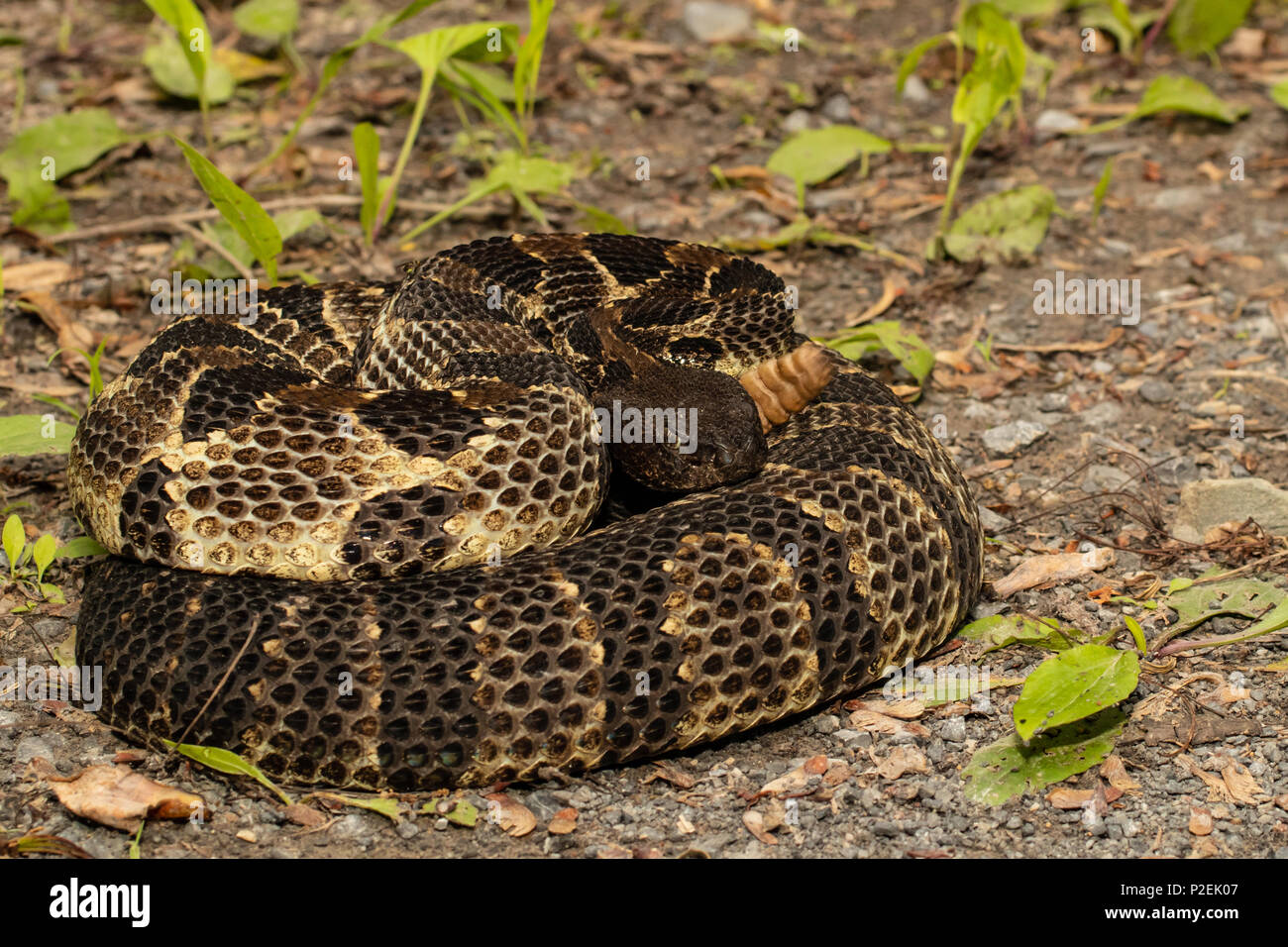 Coiled black phase timber rattlesnake - Crotalus horridus Stock Photo ...