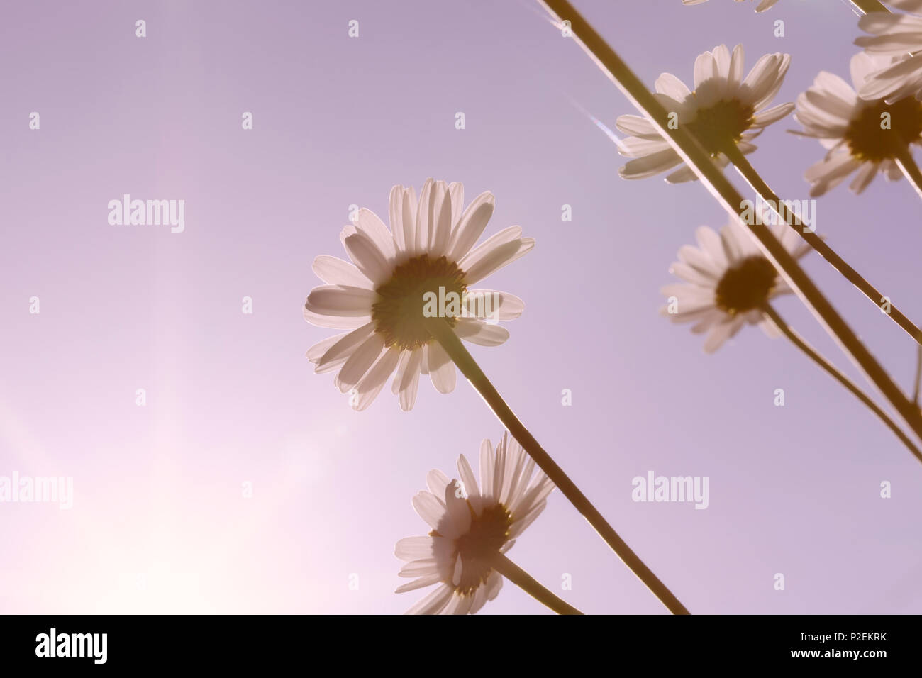 Group of daisies in the field at sunset with the sun in front Stock