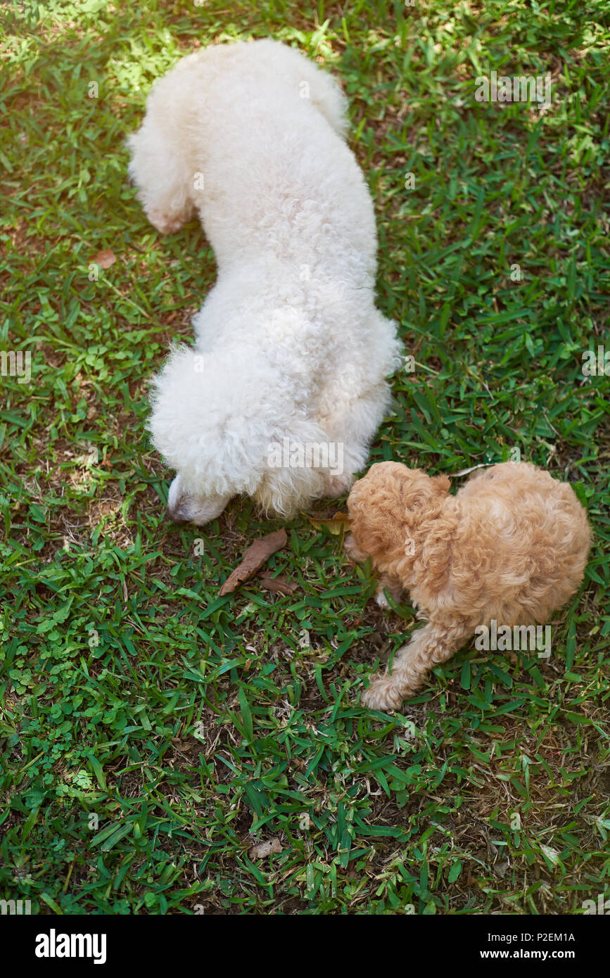 Puppy poodle play with mom on green grass background Stock Photo