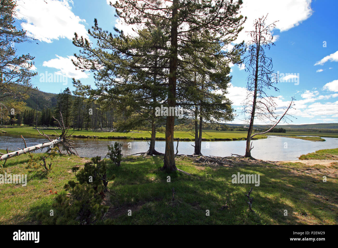 Gibbon River flowing through Gibbon Meadows in Yellowstone National