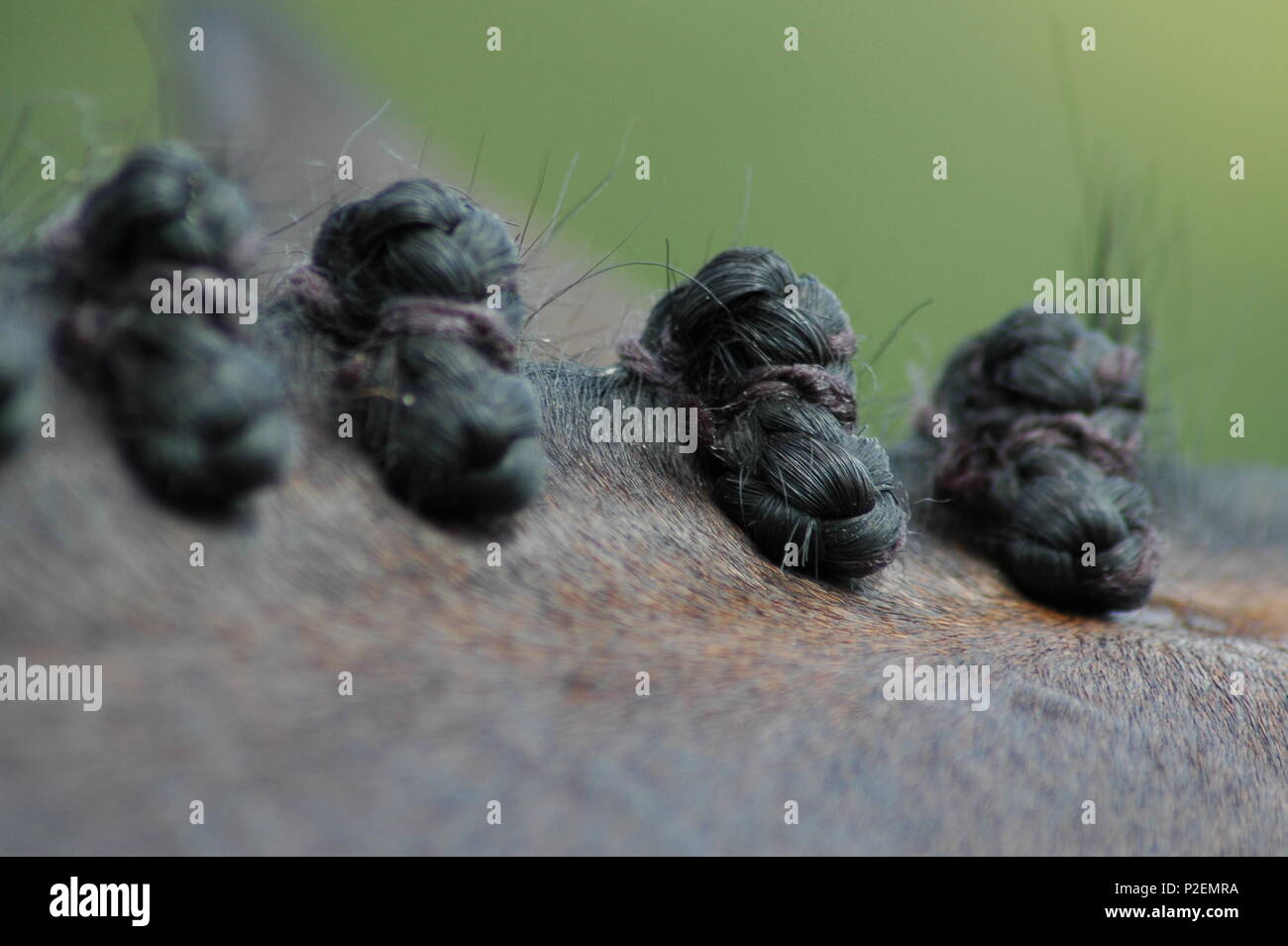 Horse mane braiding hires stock photography and images Alamy