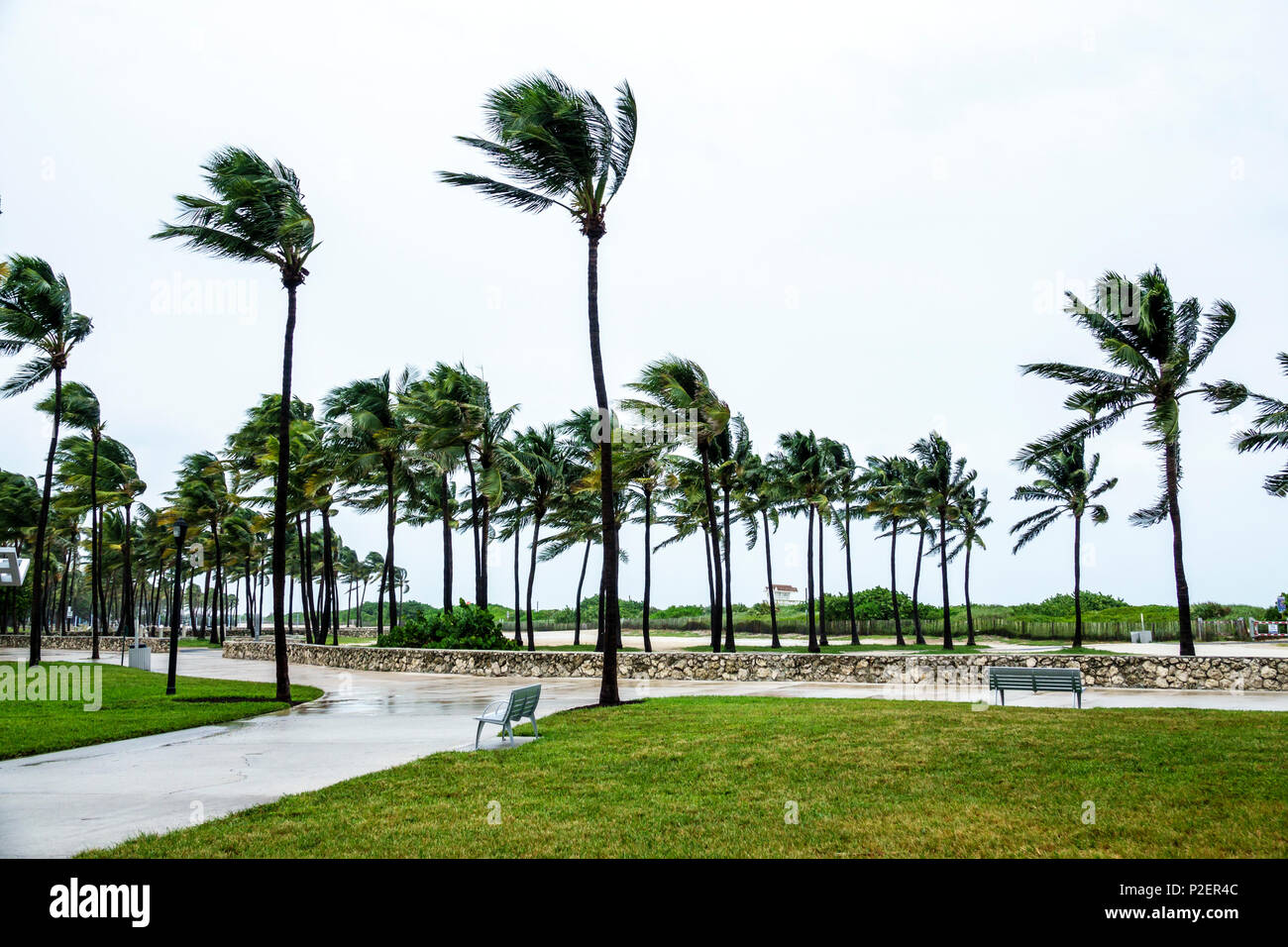 Miami Beach Florida,Lummus Park,Hurricane Irma,tropical storm force winds,palm trees bending,rainy,fronds blowing,deserted,windy,FL170911040 Stock Photo