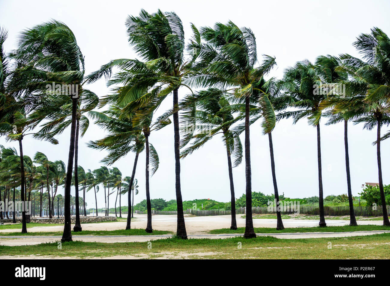 Miami Beach Florida,Lummus Park,Hurricane Irma,tropical storm force winds,palm trees bending,rainy,fronds blowing,deserted,windy,FL170911043 Stock Photo