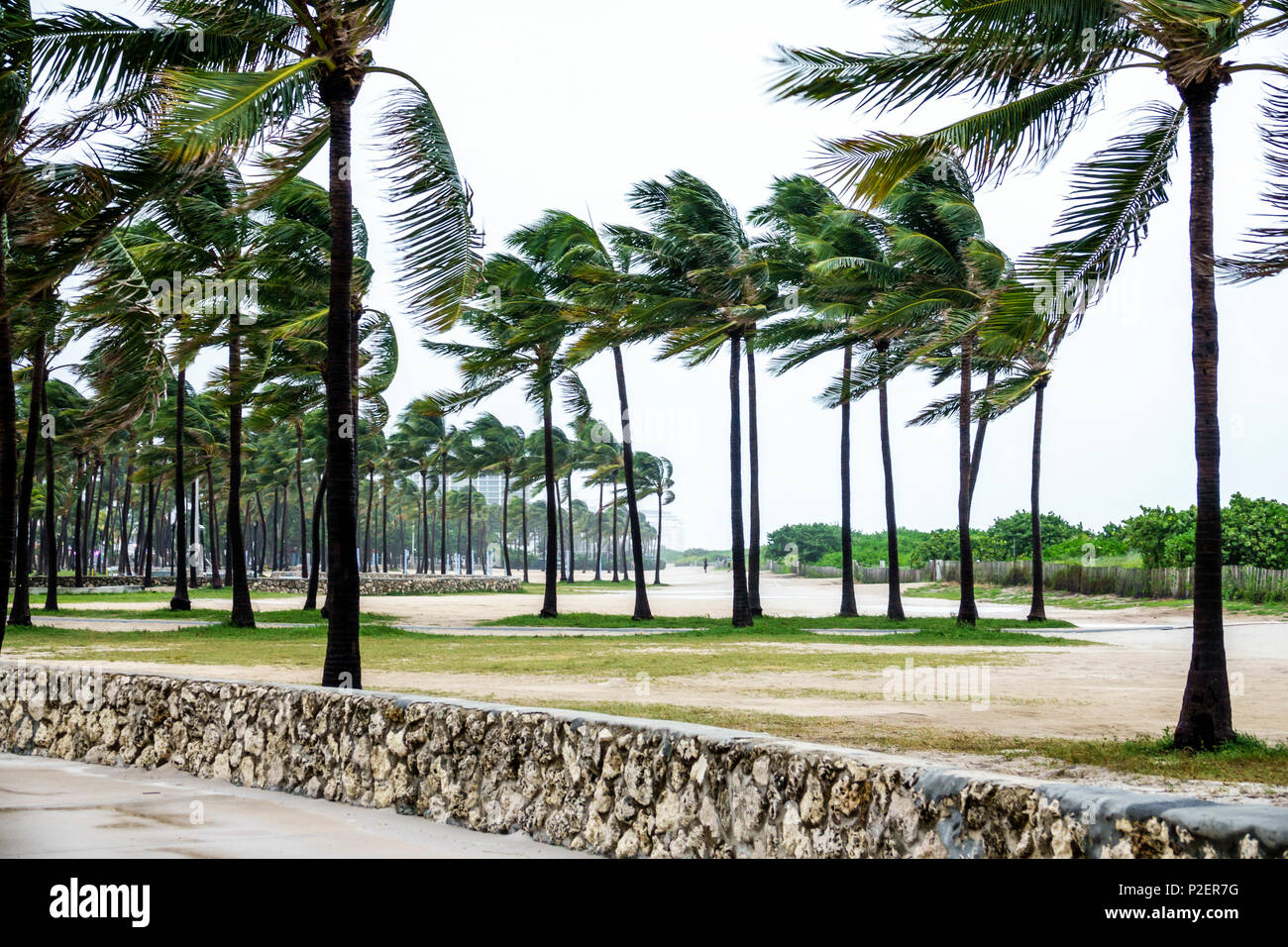 Miami Beach Florida,Lummus Park,Hurricane Irma,tropical storm force winds,palm trees tree bending fronds blowing empty deserted windy Stock Photo