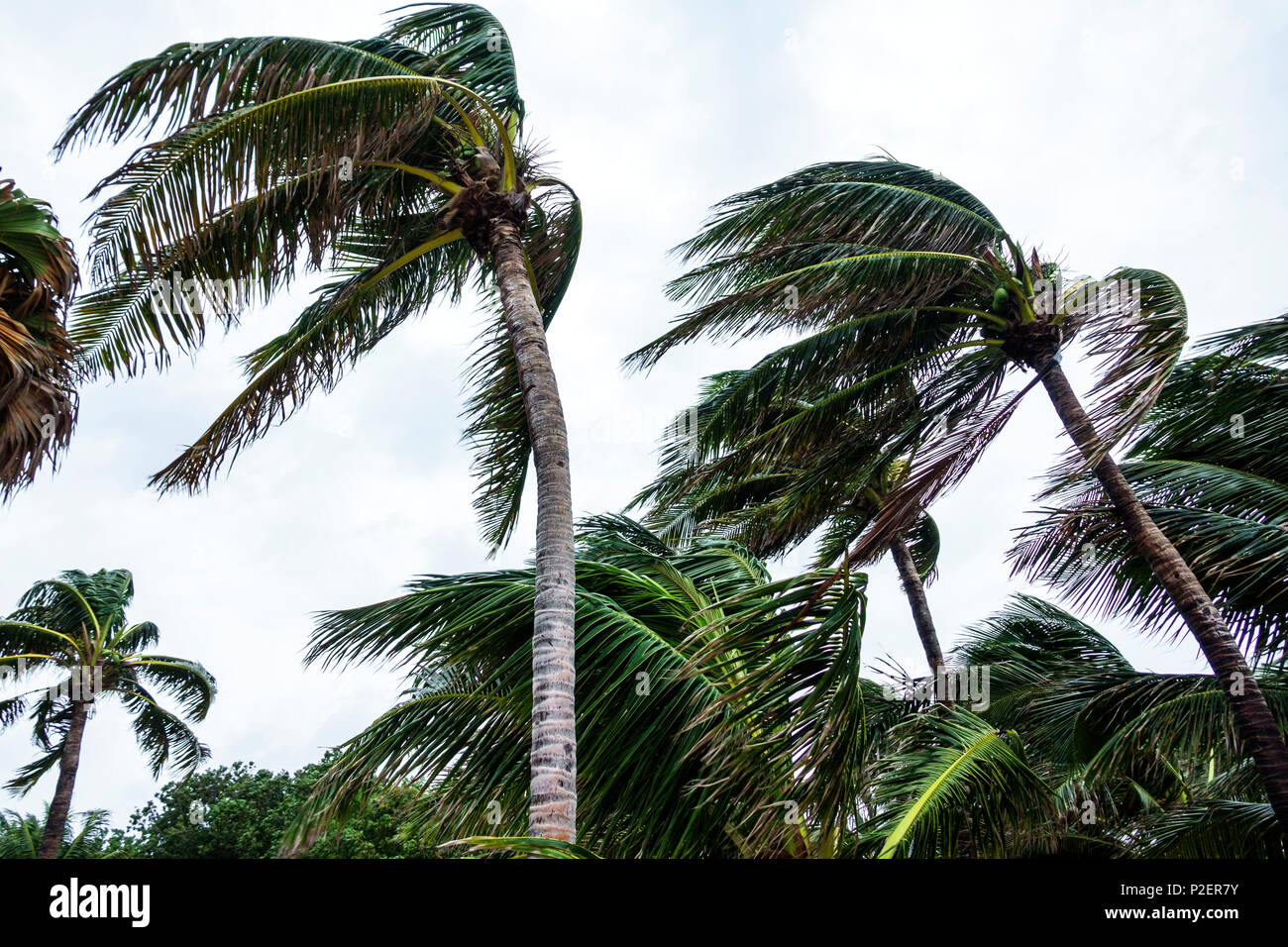 Miami Beach Florida,Marjory Stoneman Douglas Park,Hurricane Irma
