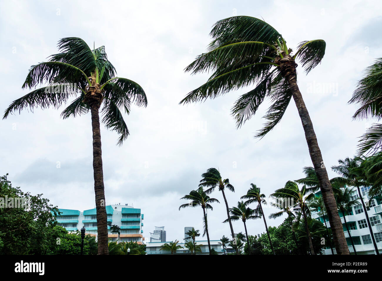 Palm trees bending hires stock photography and images Alamy