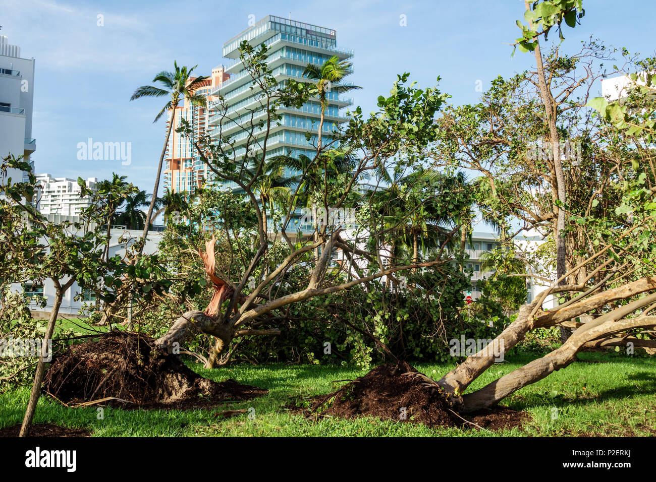 Miami Beach Florida,Marjory Stoneman Douglas Park,Hurricane Irma,wind damage,fallen downed trees,high-rise building,sea grape tree,FL170911068 Stock Photo
