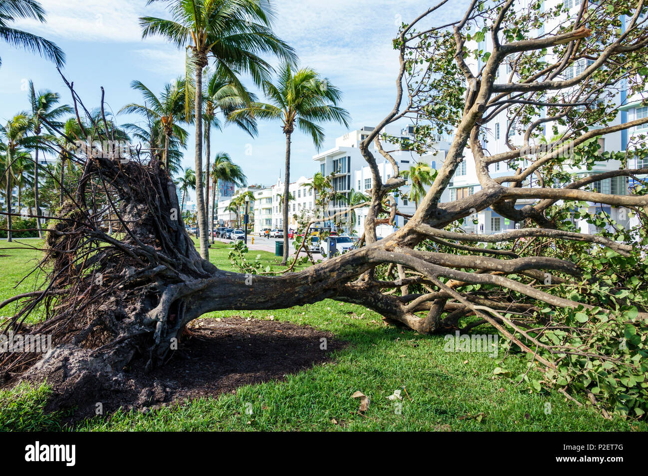 Miami Beach Florida,Lummus Park,Hurricane Irma,wind damage,fallen downed trees,root system,branches,sea grape tree,FL170911083 Stock Photo