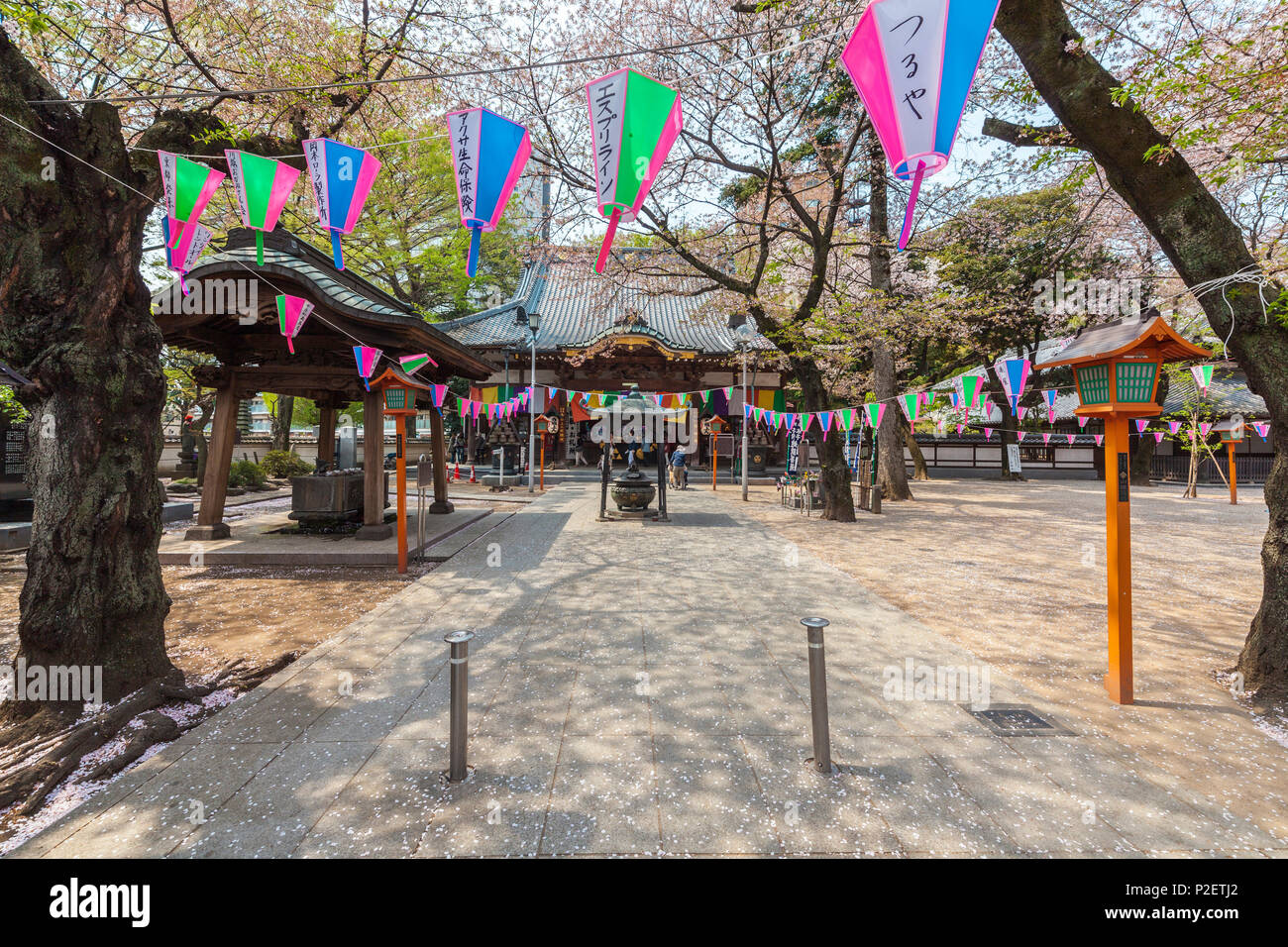 Renkei-ji temple decorated with lanterns during cherry blossom in Kawagoe, Saitama Prefecture, Japan Stock Photo