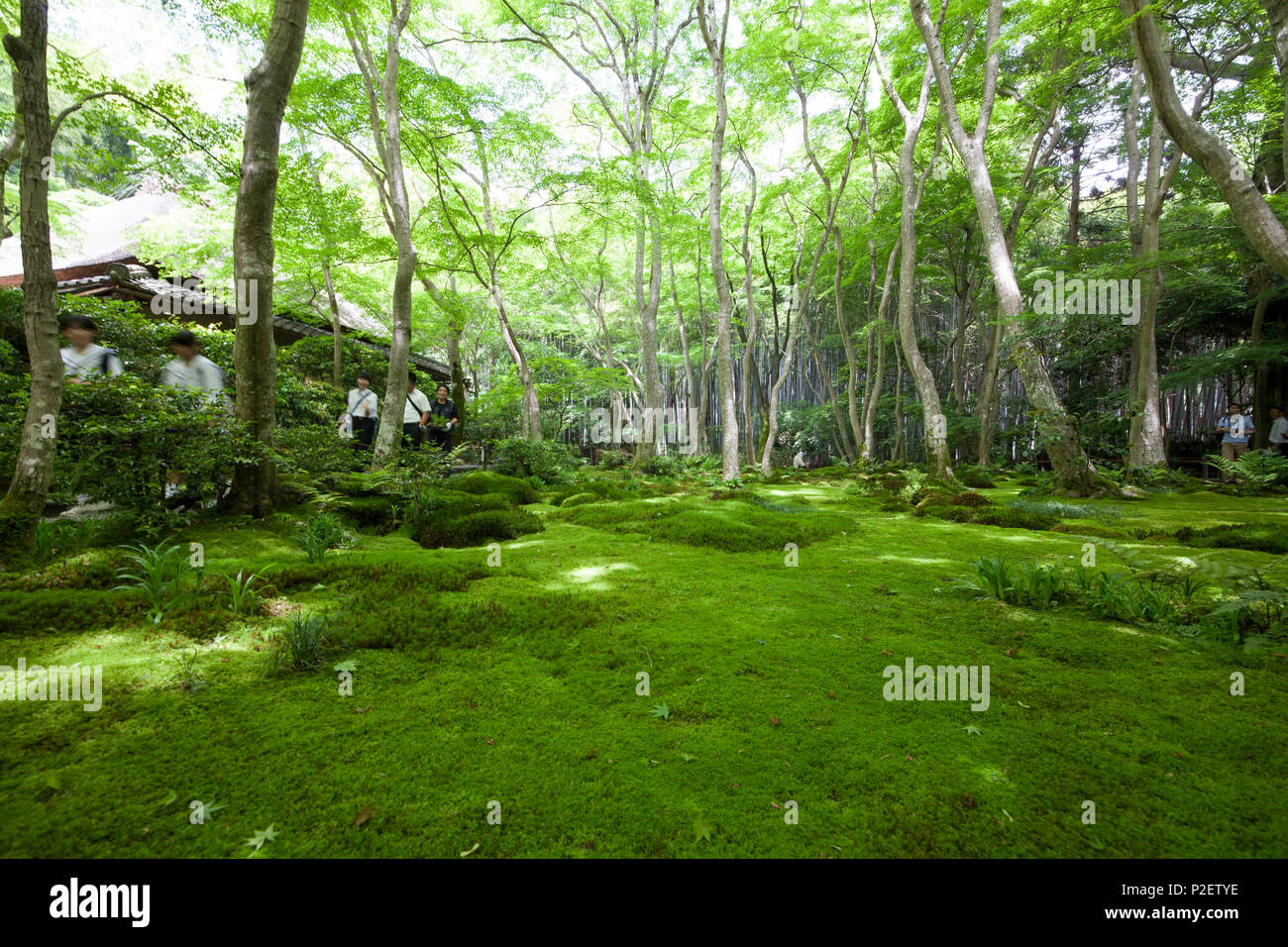 Moss Garden Of Gio Ji Temple In Kyoto Japan Stock Photo Alamy Moss Garden Of Gio Ji Temple In Kyoto Japan Stock Photo Alamy