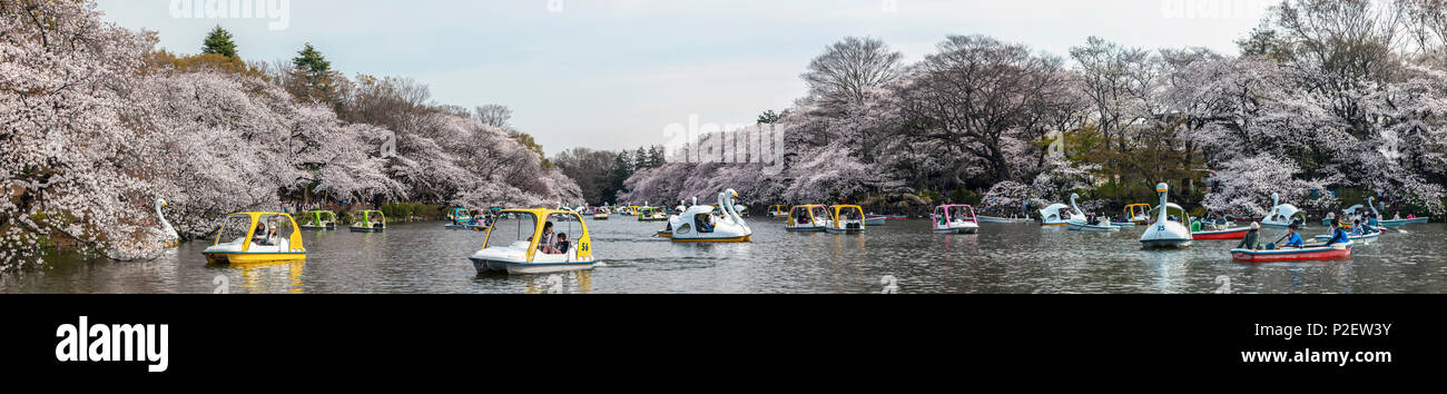Inokashira Park in spring, Kichijoji, Musashino, Tokyo Prefecture, Japan Stock Photo