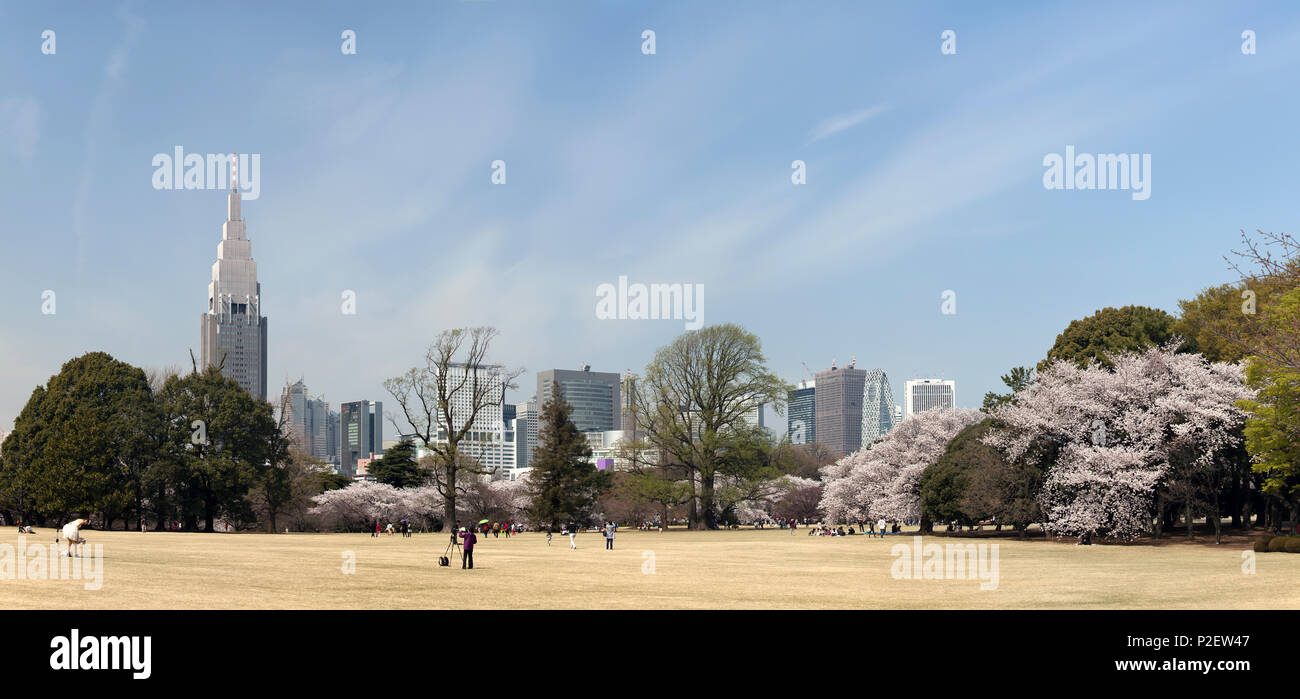 Shinjuku Skyline from Shinjuku Gyoen in spring with cherry blossom, Shinjuku, Tokyo, Japan Stock Photo