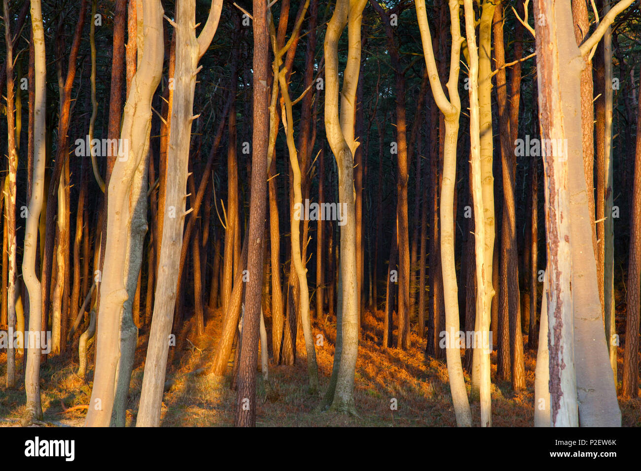 Sunset, Golden, Trees, Forest, Baltic Sea, Darss, Coast, National Park, Germany Stock Photo
