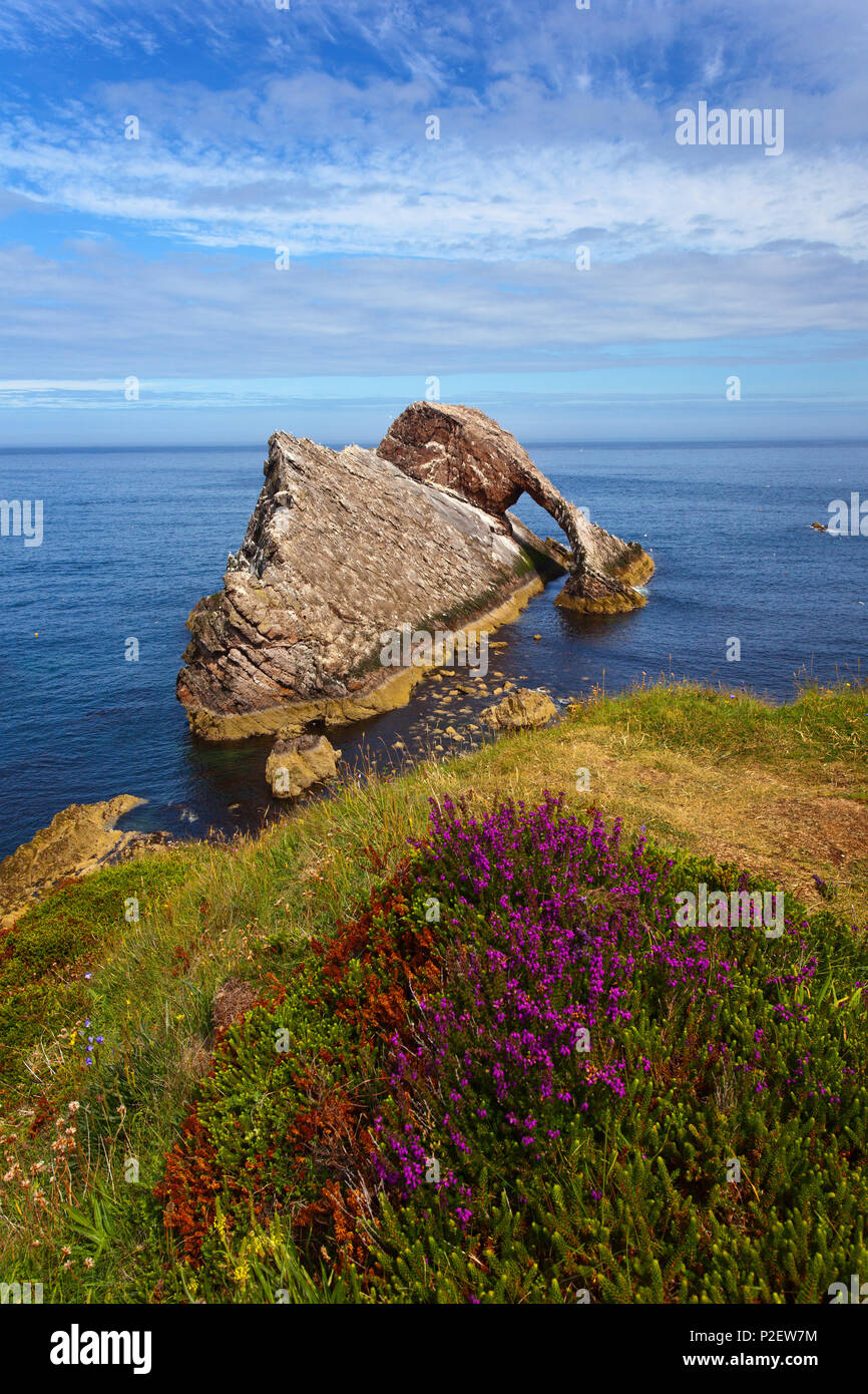Bow Fiddle Rock, Port Knock, Seabirds, Rock, Island, Coast, Scotland Stock Photo