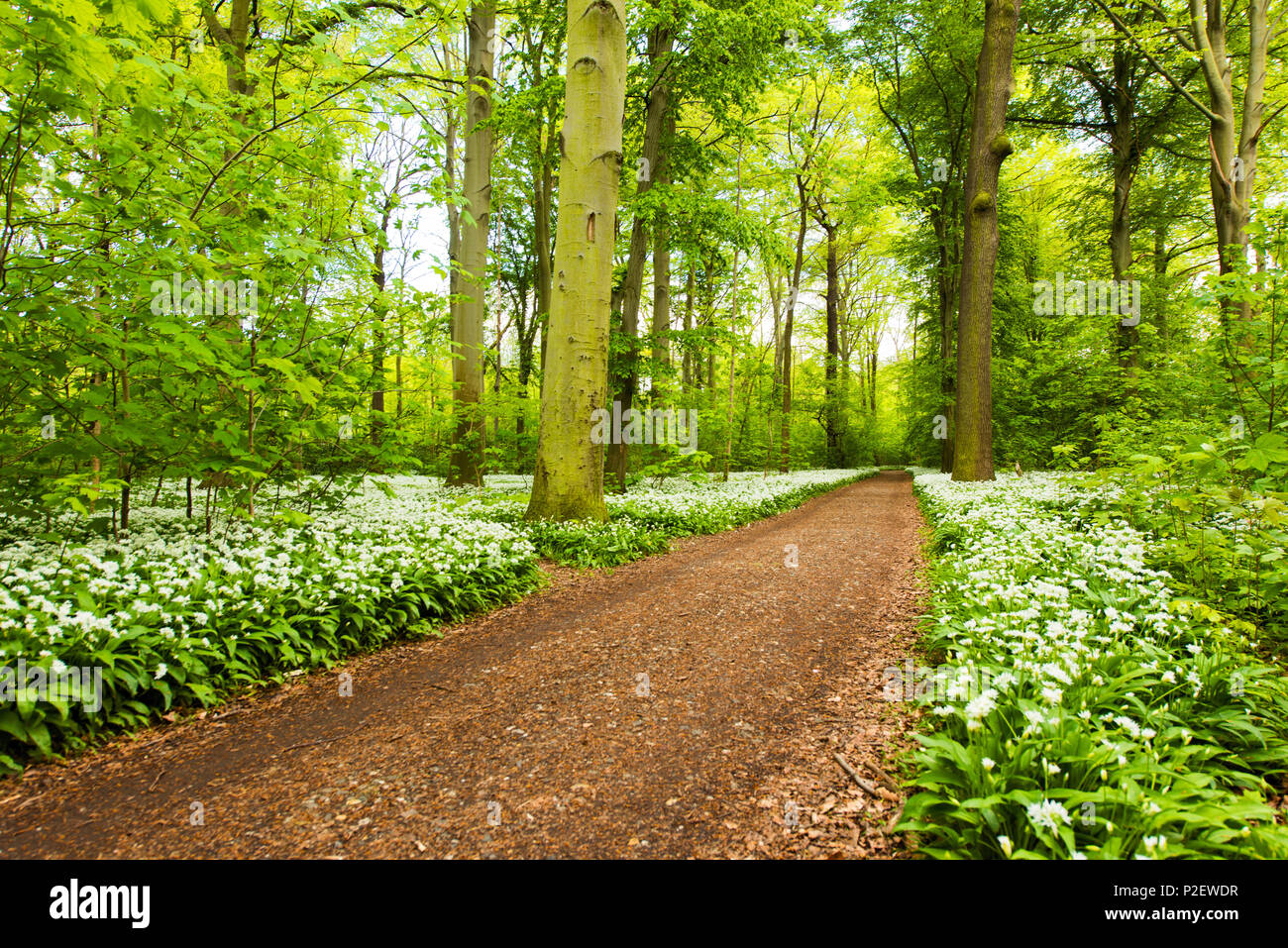 Forest, Bears Garlic, Wildflower, Trail, Spring, Leipzig, Germany Stock Photo