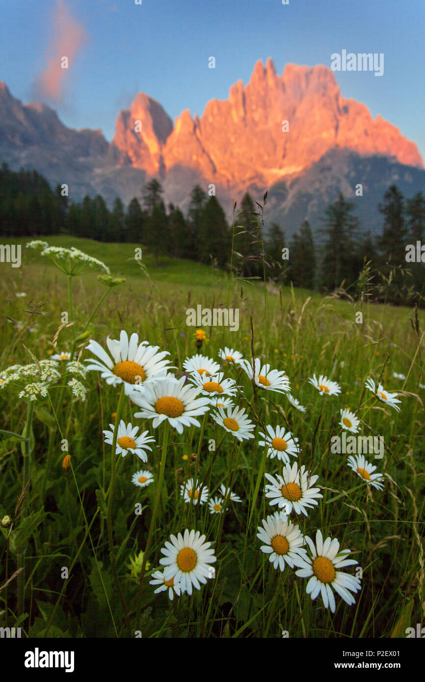 Sunset, Meadow, Flowers, Summer, Mountains, Pale Di San Martino, Dolomites, Italy Stock Photo