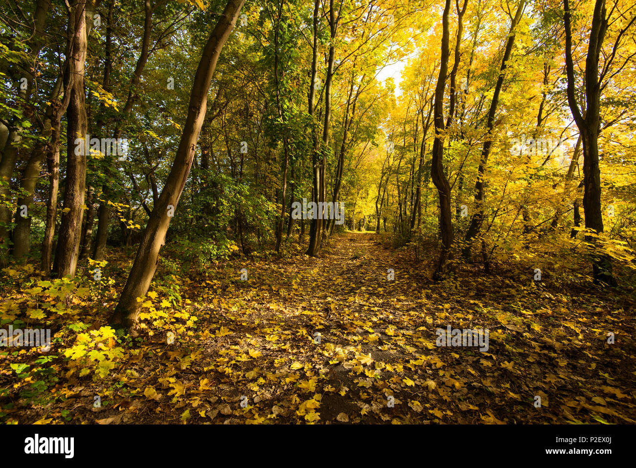 Autumn, Forest, Trail, Path, Leaves, Autumn Foliage, Saxony-anhalt, Germany Stock Photo