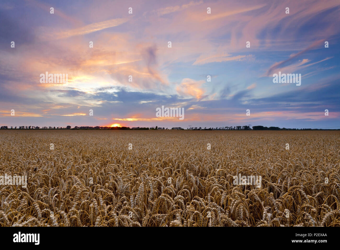 Summer, Field, Grain, Sunset, Saxony, Leipzig, Germany, Europe Stock Photo