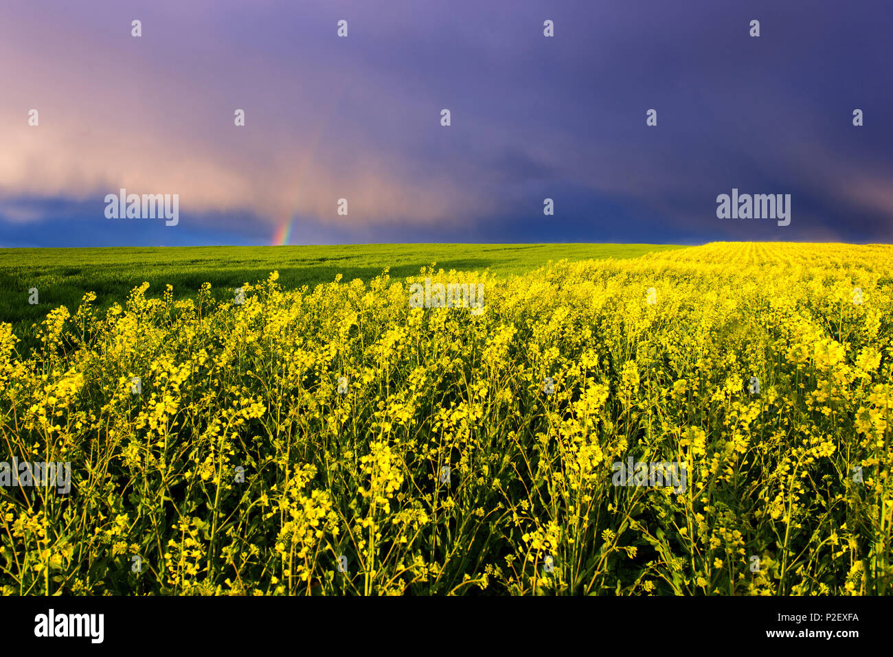 Sunset, Storm, Rainbow, Coleseed, Field, Summer, Saxony-anhalt, Germany, Europe Stock Photo