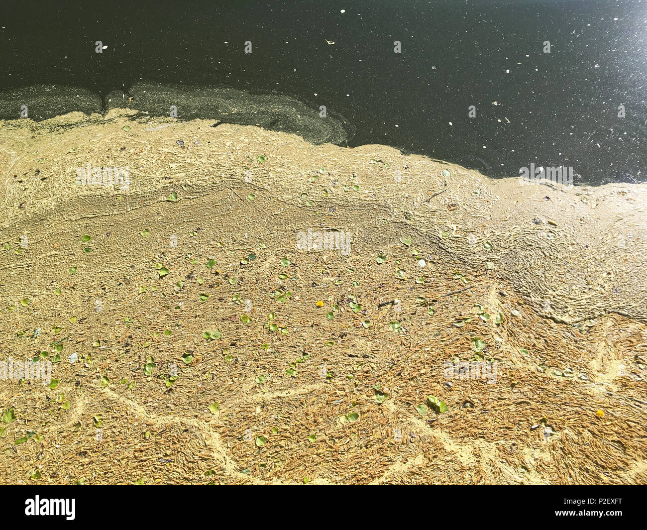 stagnant polluted water with scum and waste on surface. environment damage. Stock Photo