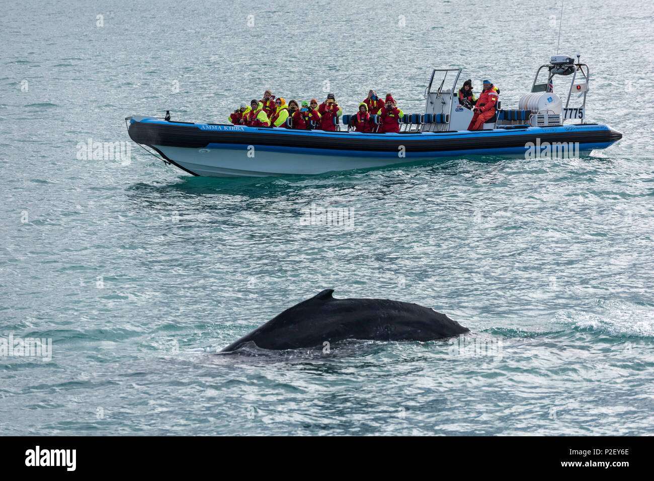 Boat, Whale Watching, Skjalfandi, Husavik, Bay, Iceland, Europe Stock Photo