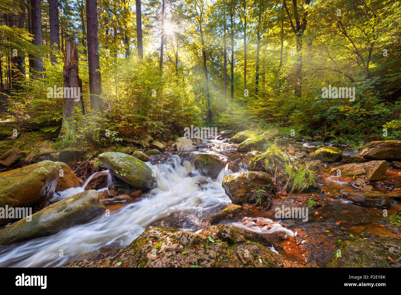 Ilse, Ilse Valley, River, Forest, Sun, Harz, Autumn, Saxony-anhalt, Germany, Europe Stock Photo