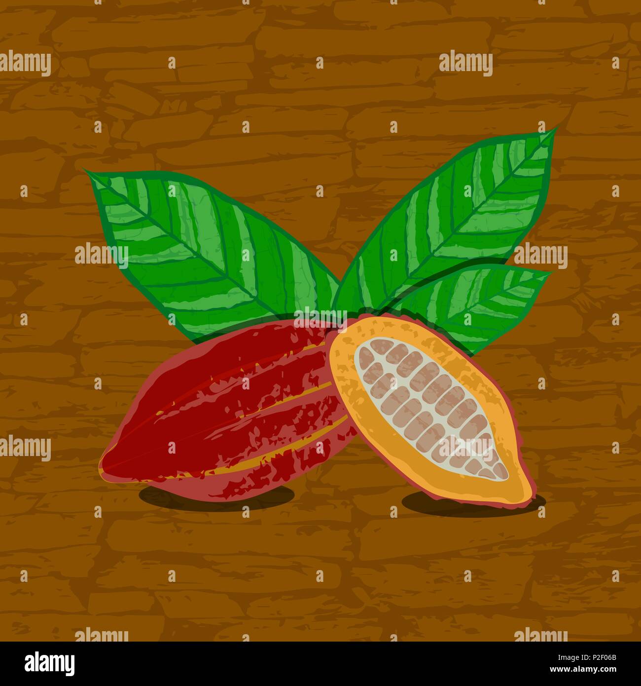 Cocoa fruits and leaves. Whole fruit, cut, cocoa beans. Vector