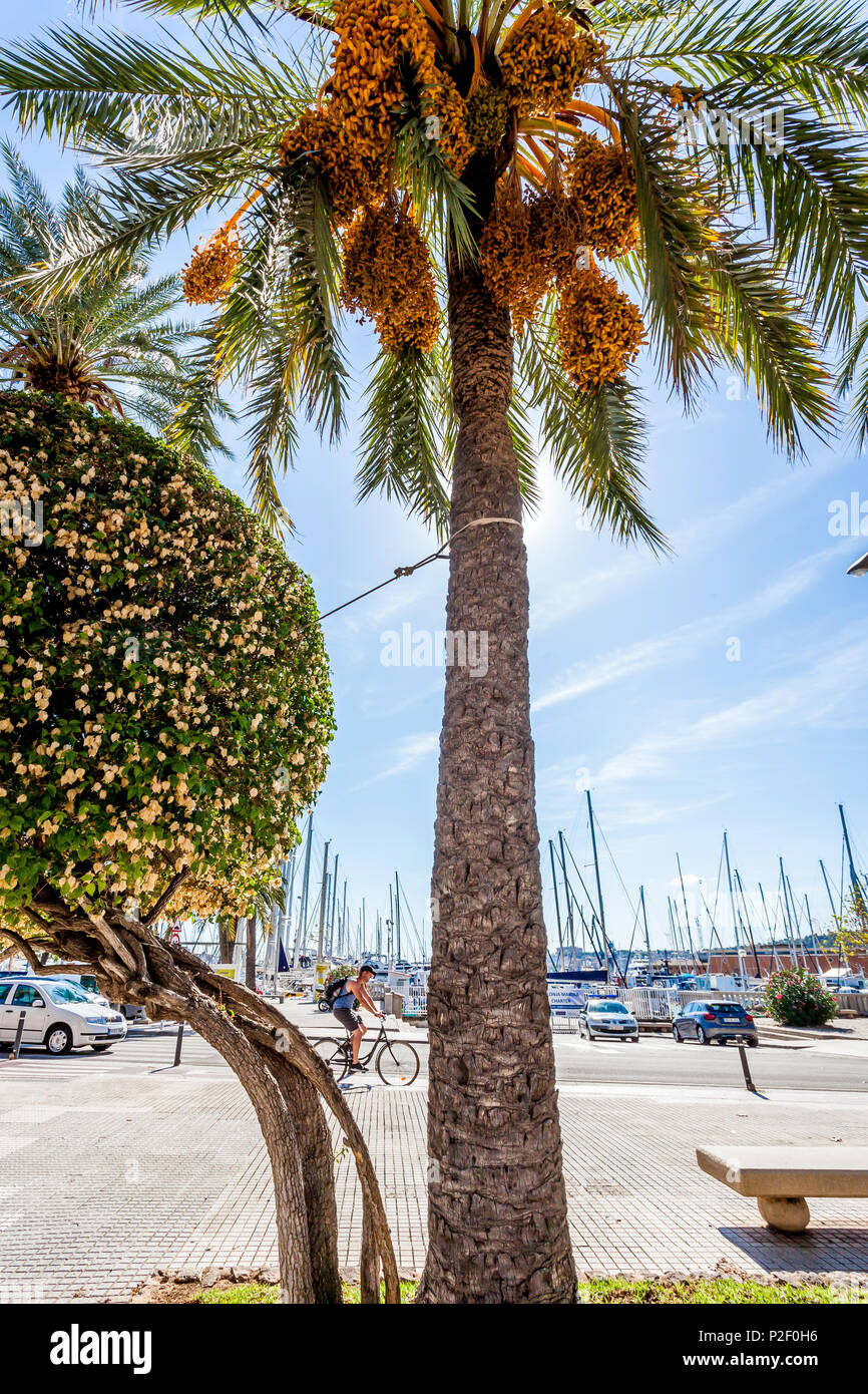 Palmtree at the port of Mallorca. Puerto de Palma, Port of Palma, Palma, Mallorca, Spain, Europe Stock Photo