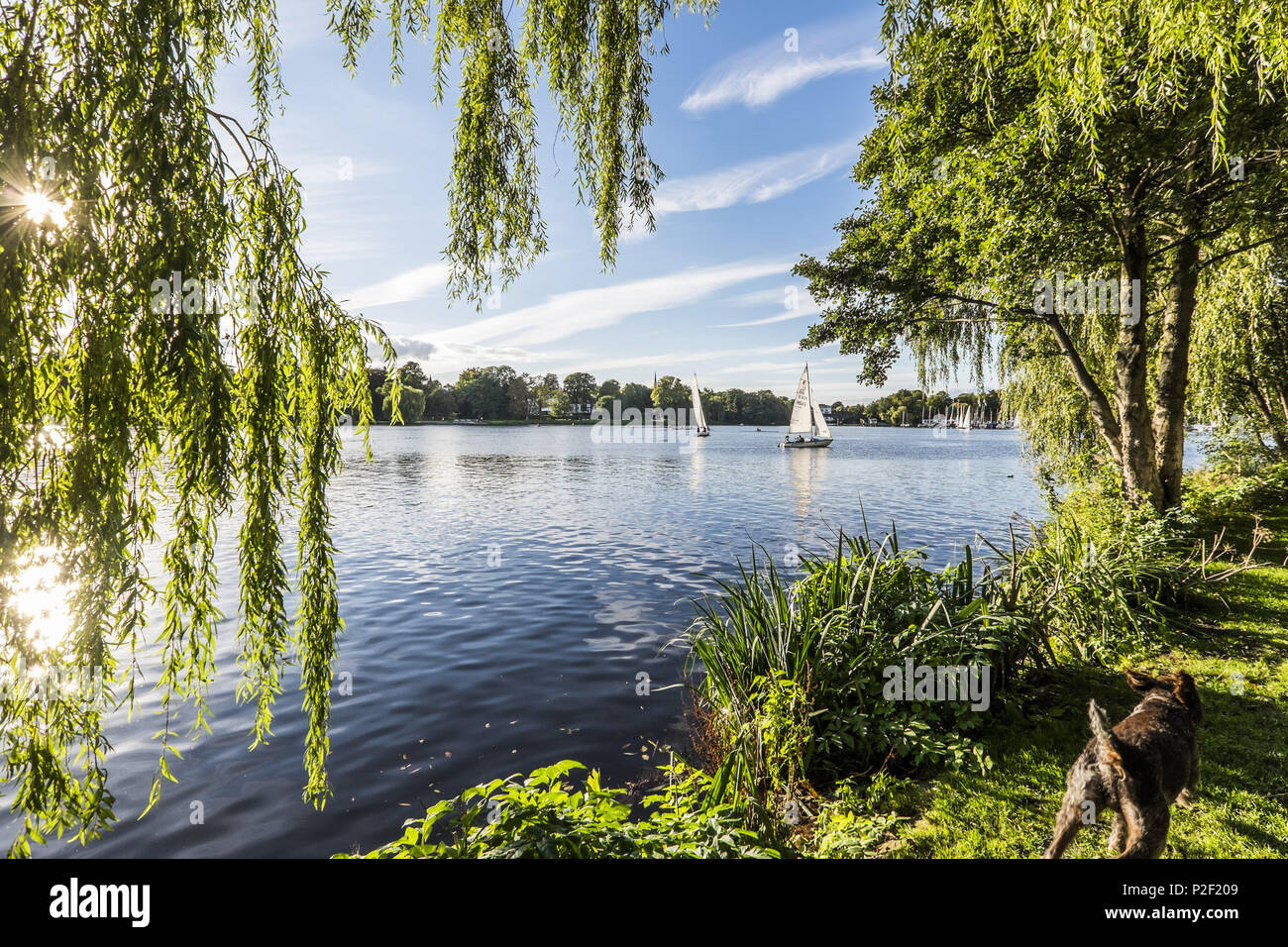 scullers and boats on the Outer Alster, Hamburg, north Germany, Germany Stock Photo