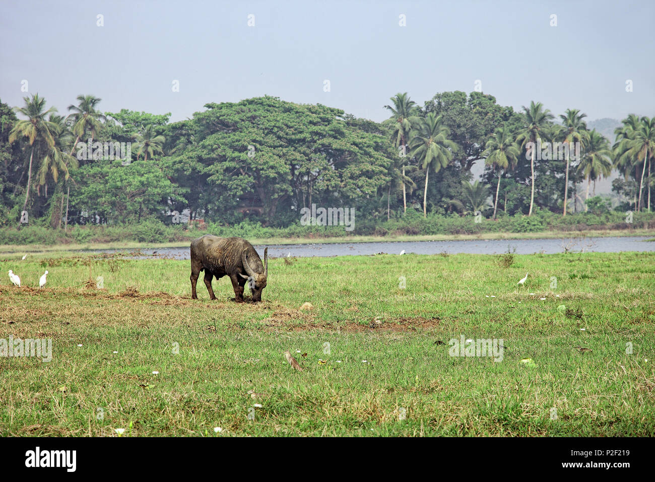Indian wild bison grazing in grass land on a dry lake bed Stock Photo