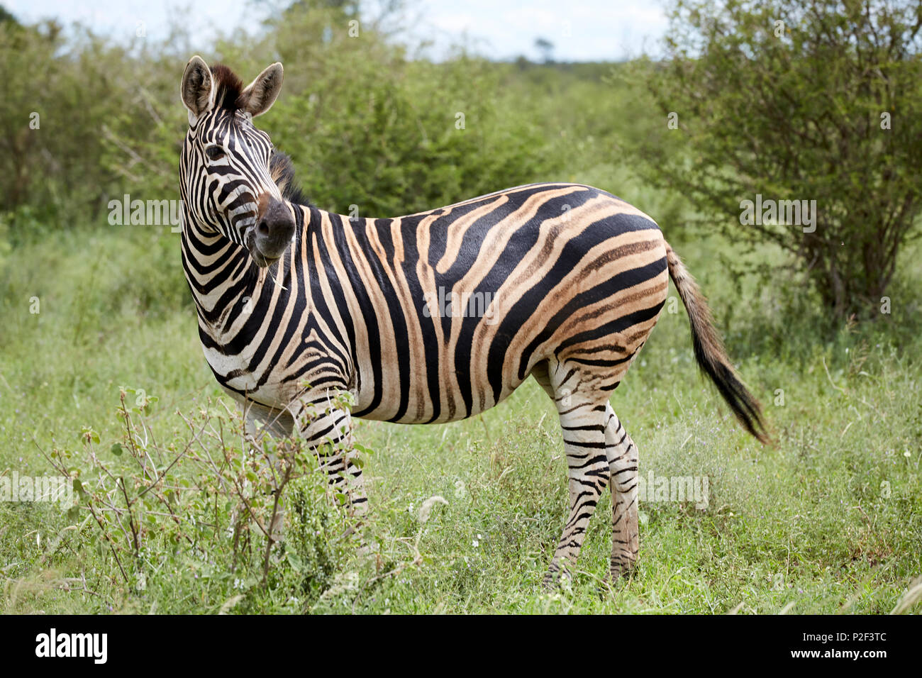 Zebra In Kruger National Park, South Africa Stock Photo - Alamy