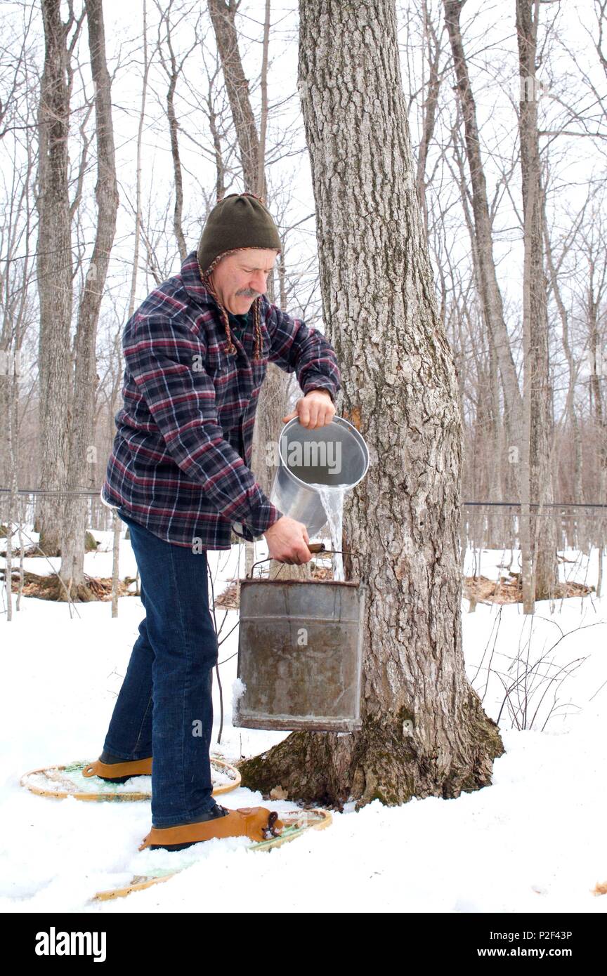 Canada, Quebec province, Saint Jean Port Joli, maple grove of Bois Jolie, maple sap harvest Stock Photo