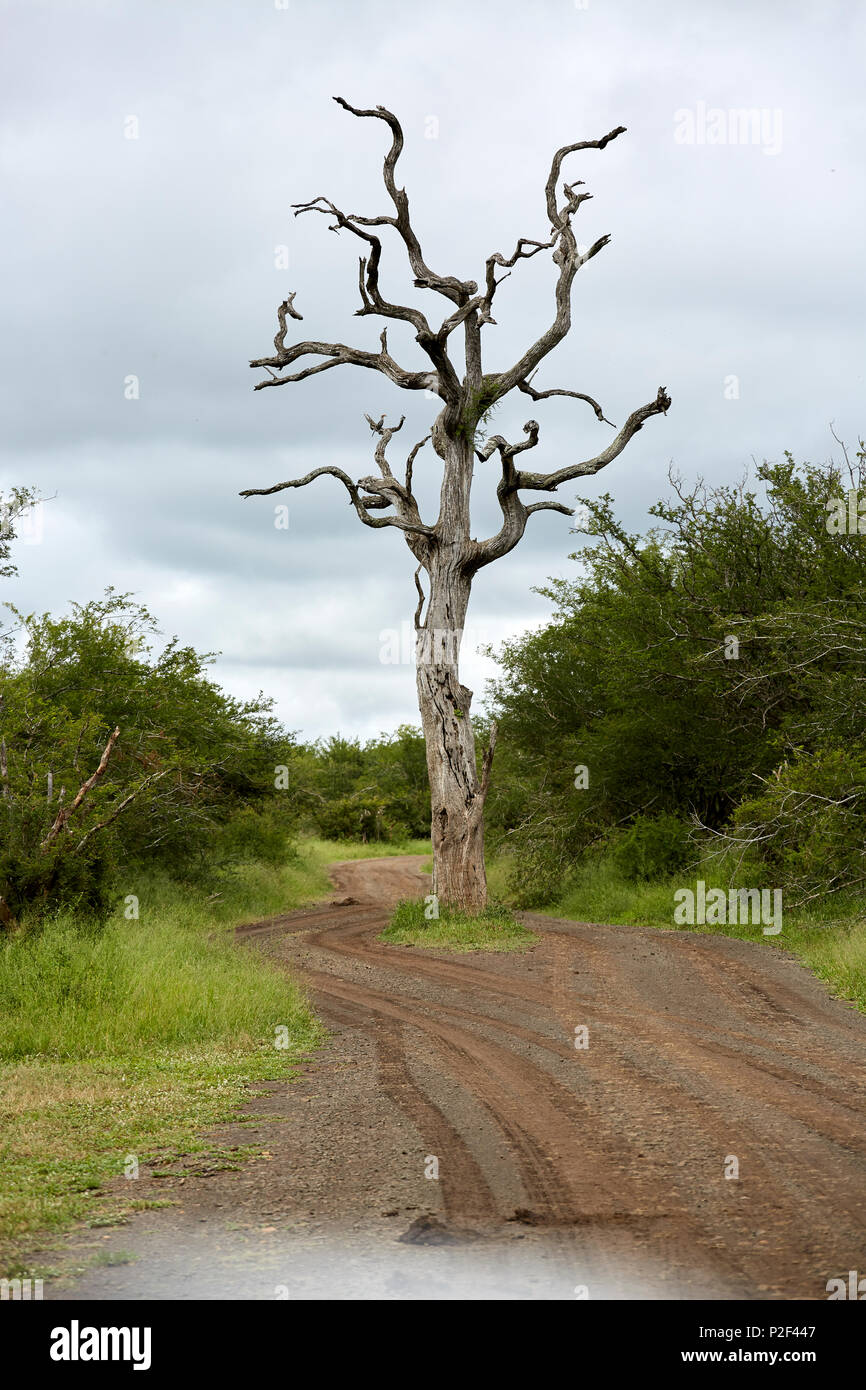Tree top walkway at Kirstenbosch Botanical Garden, Cape Town, SA Stock Photo