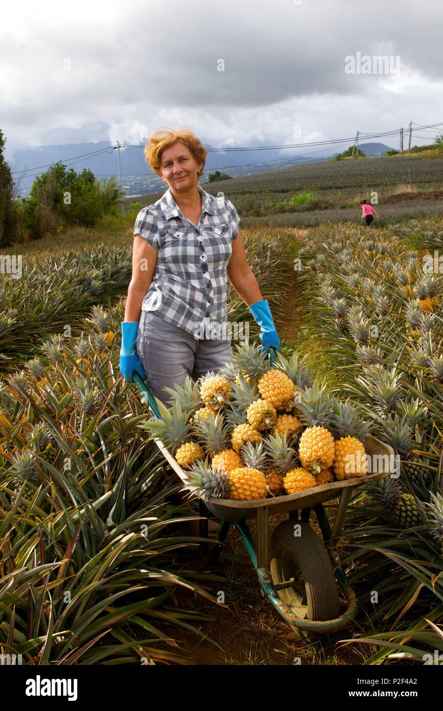 France, Reunion Island, Le Tampon, Victoria pineapple plantation, Cecile  Payet on her farm Stock Photo - Alamy