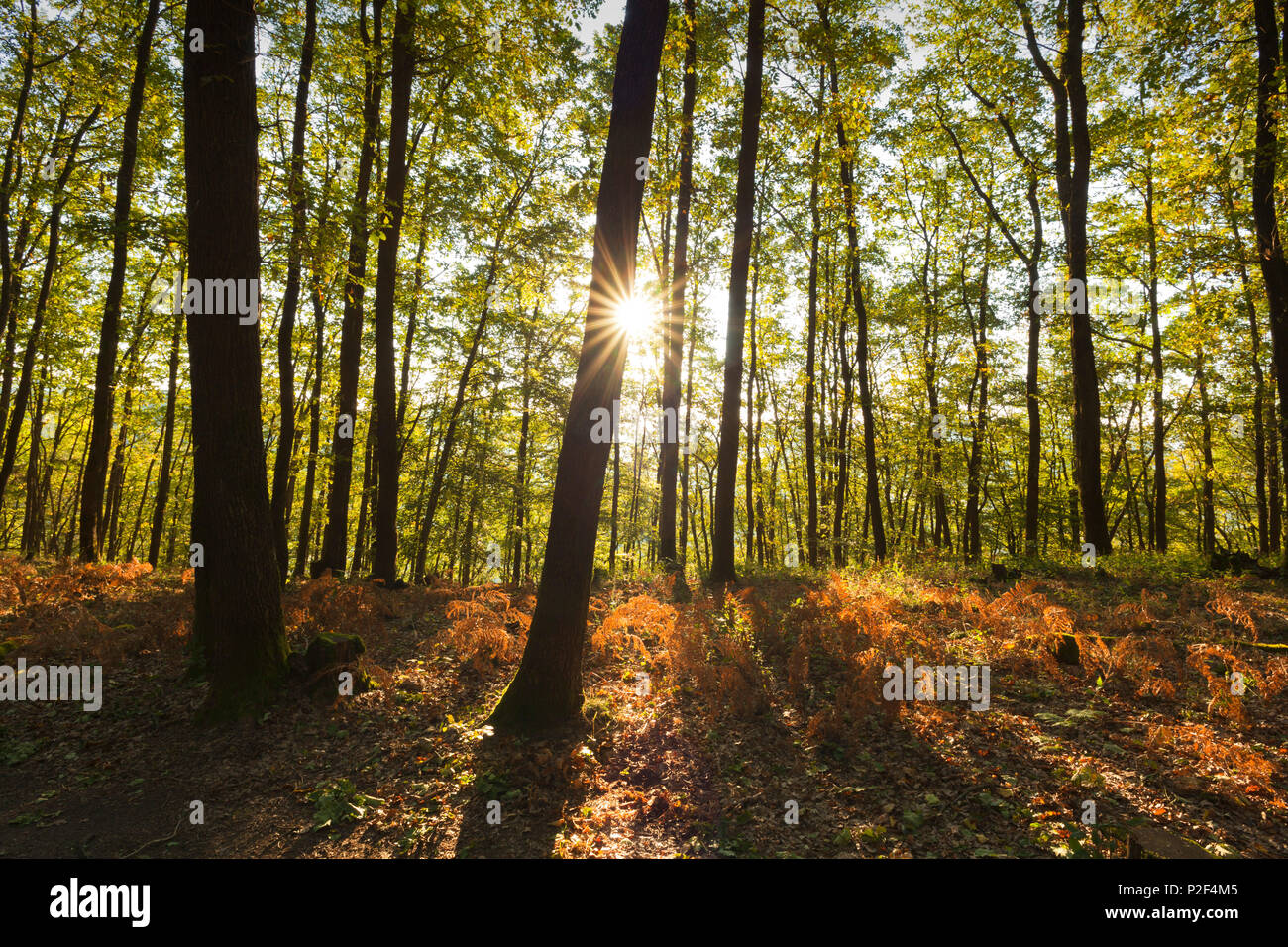 Landscape near Dahn, Dahner Felsenland, Palatinate Forest nature park, Rhineland-Palatinate, Germany Stock Photo