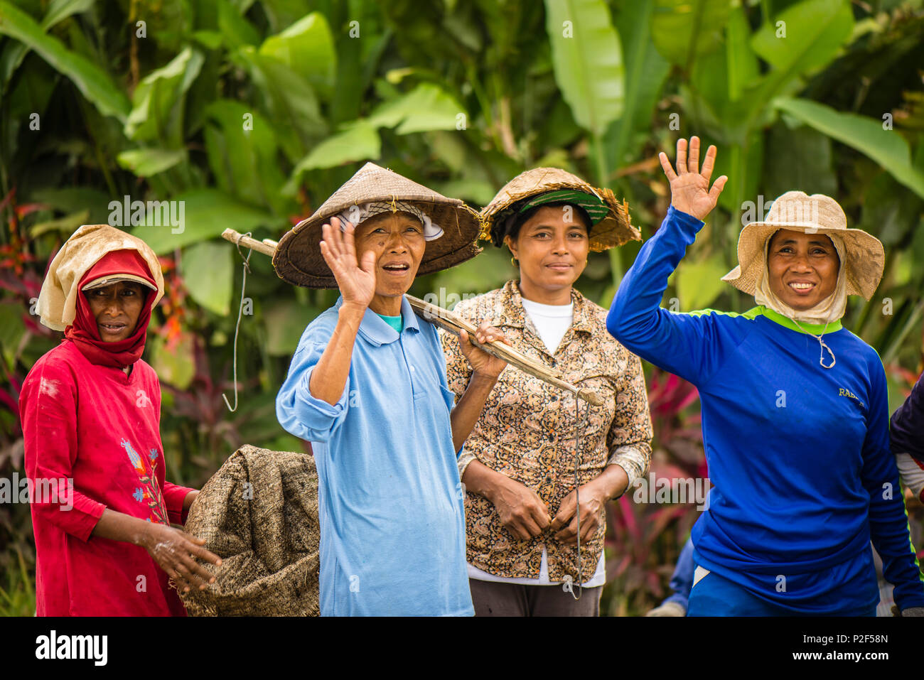 greeting Farmers in a rice field - Indonesia, Java Stock Photo