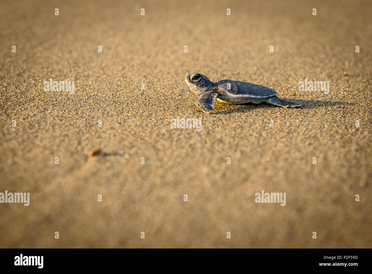 Baby green turtle a green turtle at the beach - Indonesia, Java Stock Photo