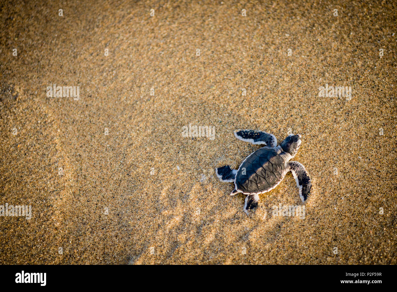 Baby green turtle a green turtle at the beach - Indonesia, Java Stock Photo