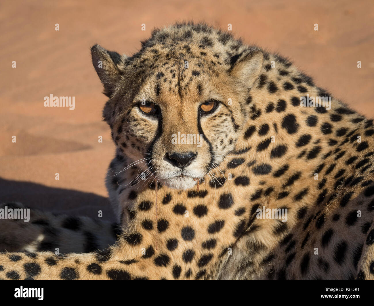 female cheetah on red sand dune Namibia Stock Photo