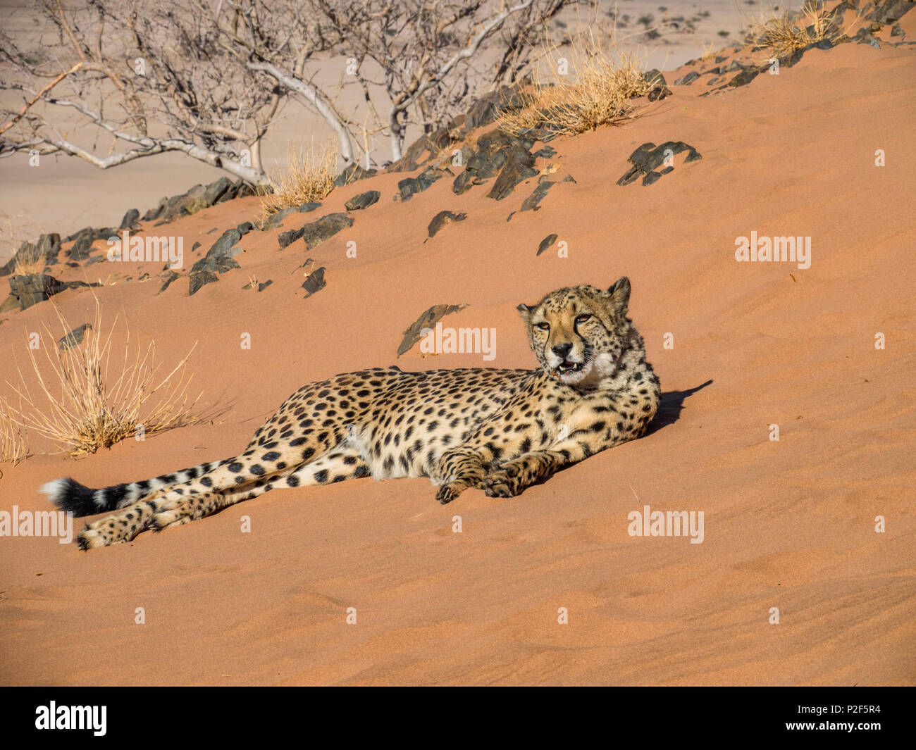 cheetah lounging on red sand hill slope Stock Photo