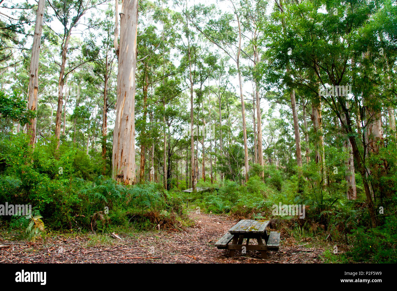 Gloucester tree in gloucester national hires stock photography and