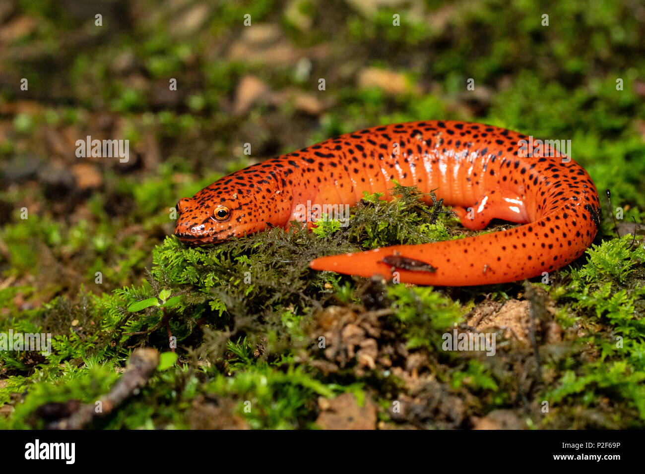 colorful salamander stock photos colorful salamander stock images