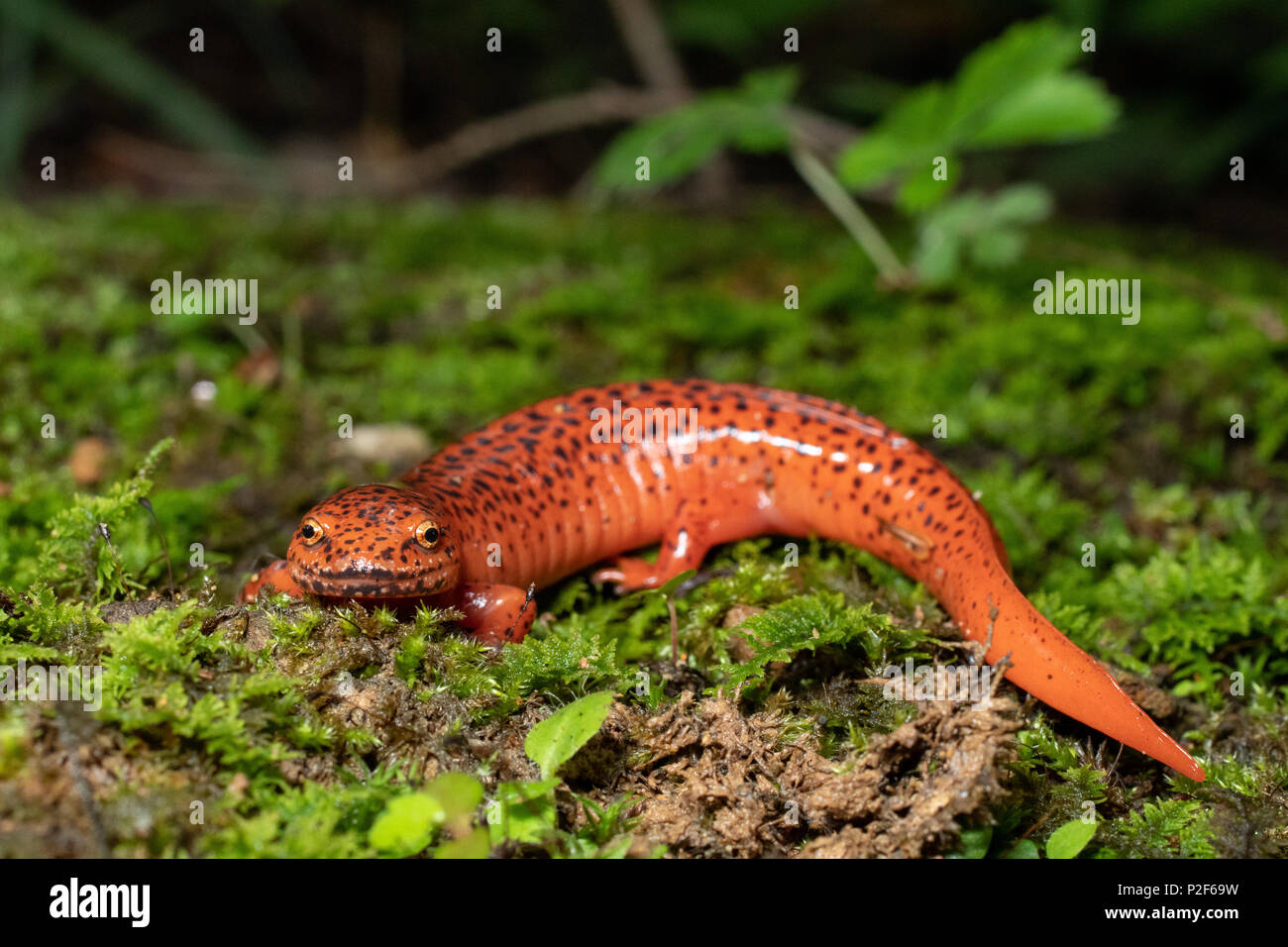 Northern red salamander - Pseudotriton ruber Stock Photo