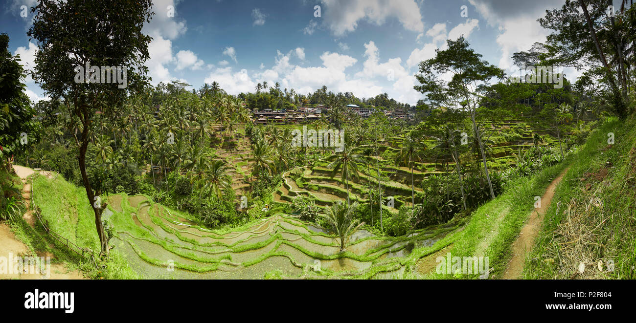 Rice terraces, Tegalallang, Bali, Indonesia Stock Photo