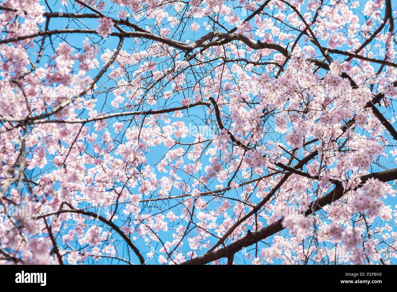 Cherry Blossom against cyan sky, Bunkyo-ku, Tokyo, Japan Stock Photo