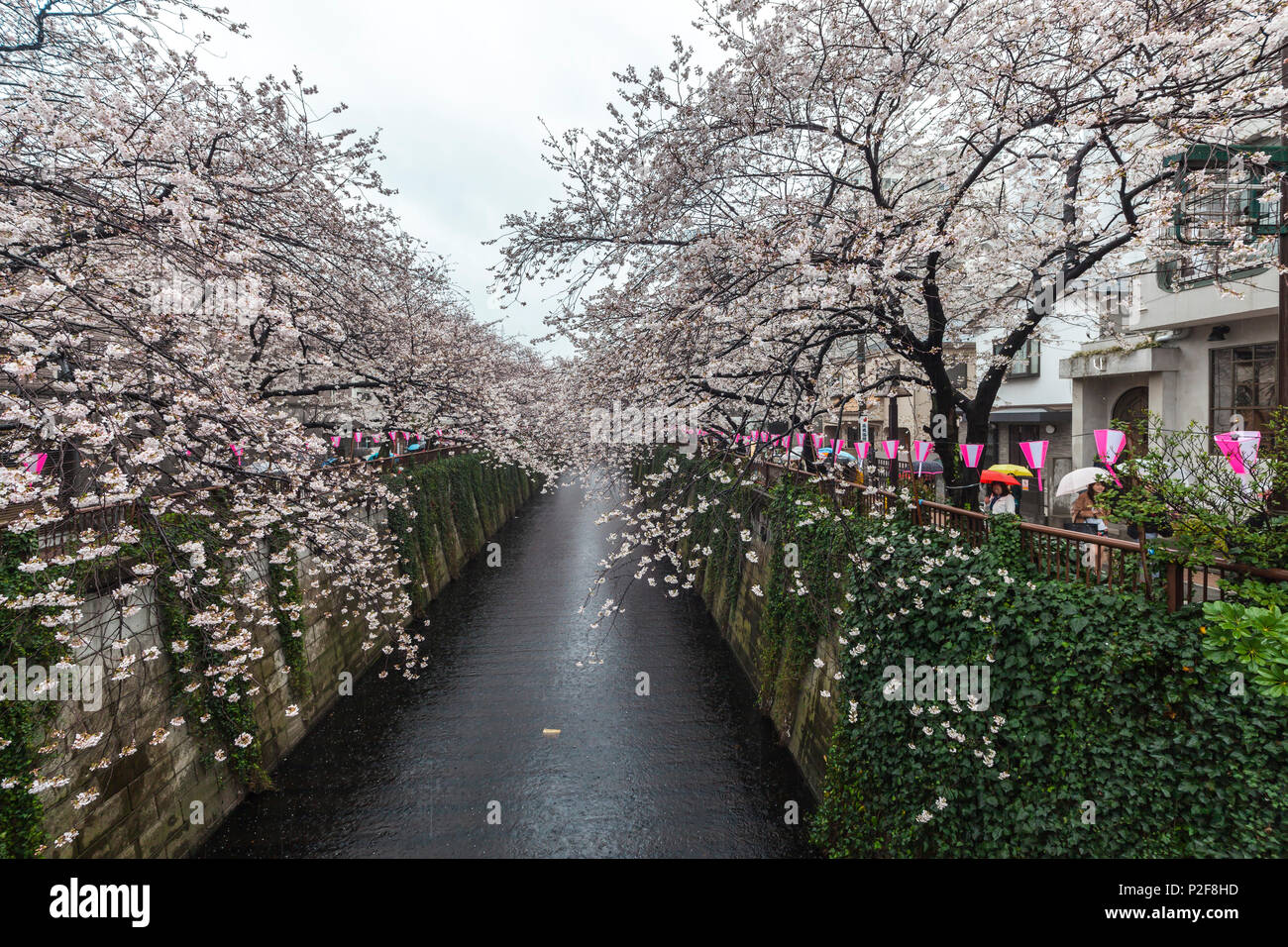 Road with Cherry Trees in full blossom at Meguro River, Meguro, Tokyo, Japan Stock Photo