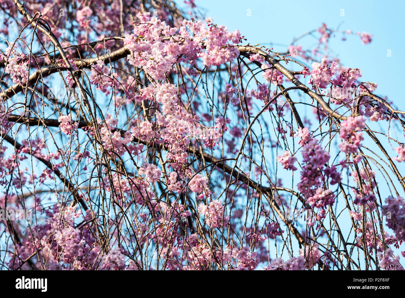 Branches of hanging cherry tree with blossoms against cyan sky, Bunkyo-ku, Tokyo, Japan Stock Photo