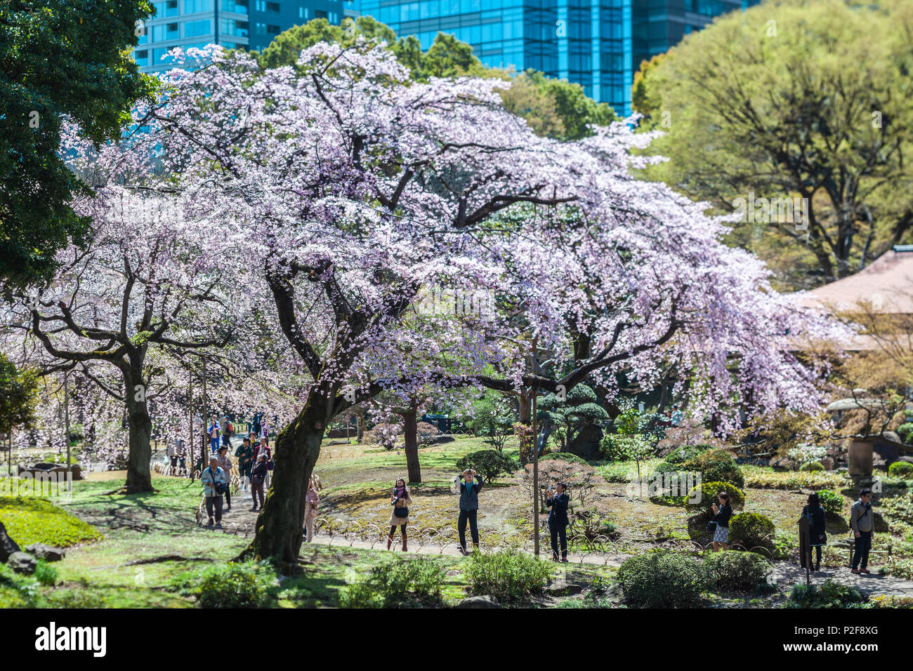 Tourists taken photos of a cherry tree in blossom in Koishikawa Korakuen, Bunkyo-ku, Tokyo, Japan Stock Photo
