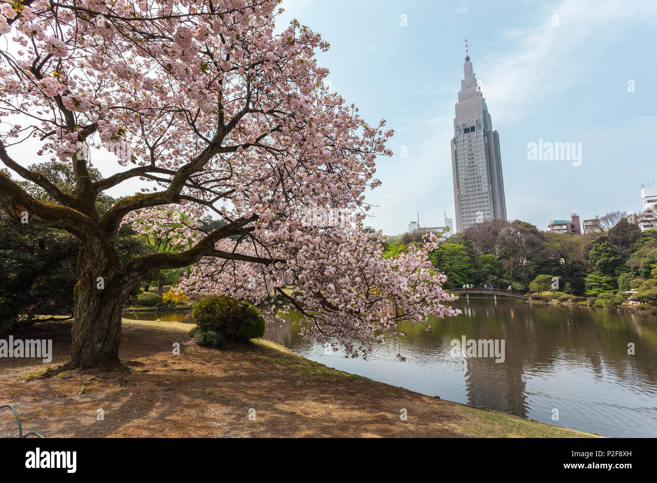Old cherry tree in blossom at pond of Shinjuku Gyoen, Shinjuku, Tokyo, Japan Stock Photo