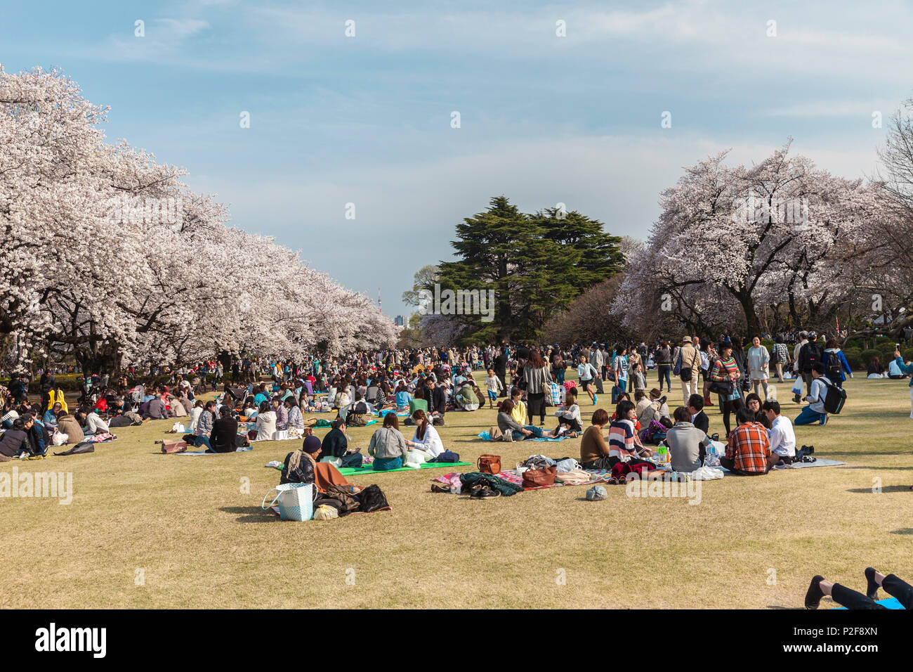 Crowd of Japanese enjoying picnic during cherry blossom in Shinjuku Gyoen, Shinjuku, Tokyo, Japan Stock Photo